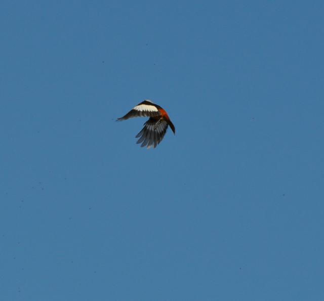 white winged redstart